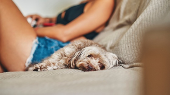 woman and dog sitting on couch